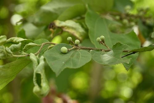 Grewia eriocarpa, photograph 4