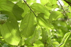 Grewia eriocarpa, photograph (c) 曾昱承 Yu-Cheng Zeng, some rights reserved (CC BY)