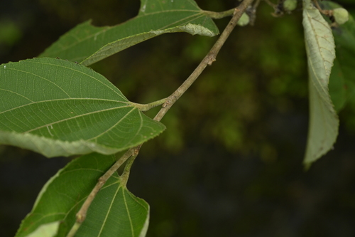 Grewia eriocarpa, photograph 6