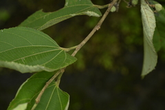 Grewia eriocarpa, photograph (c) 曾昱承 Yu-Cheng Zeng, some rights reserved (CC BY)