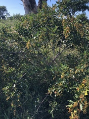 Searsia nebulosa nebulosa