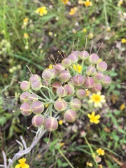 Physaria engelmannii