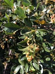 Searsia nebulosa nebulosa