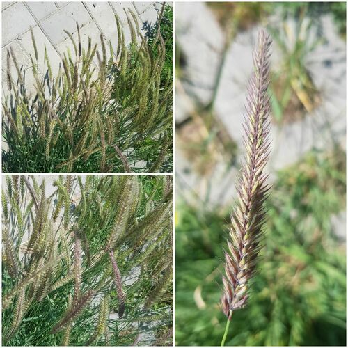 Hordeum brevisubulatum (Hordeum brevisubulatum)