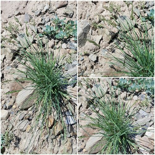 Tundra Fescue (Festuca lenensis)