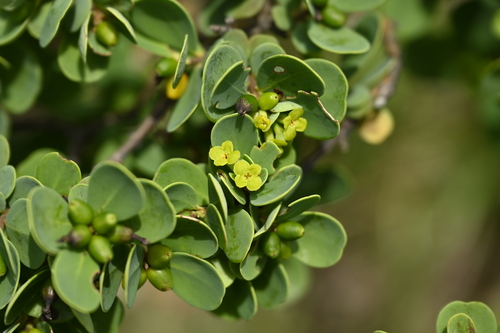 Wikstroemia retusa, photograph 1