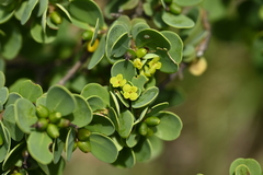Wikstroemia retusa, photograph 曾昱承 Yu-Cheng Zeng, CC BY, iNaturalist via GBIF