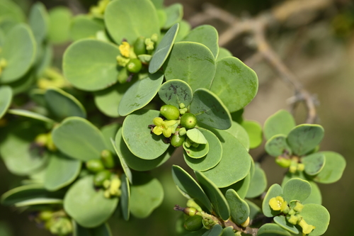 Wikstroemia retusa, photograph 2