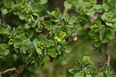 Wikstroemia retusa, photograph 曾昱承 Yu-Cheng Zeng, CC BY, iNaturalist via GBIF