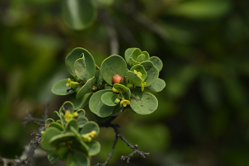 Wikstroemia retusa, photograph 3