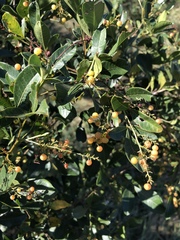 Searsia nebulosa nebulosa