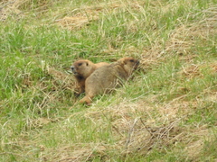 Marmota kastschenkoi