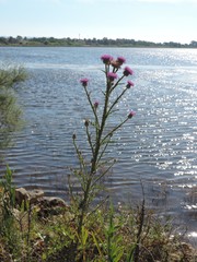 Onopordum illyricum illyricum