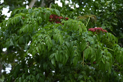 Leea guineensis