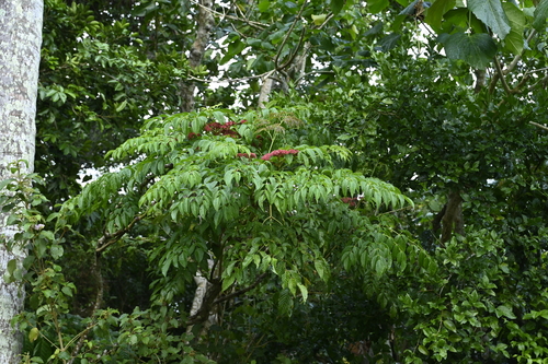 Leea guineensis