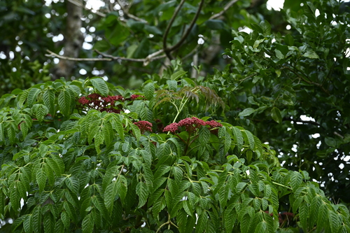 Leea guineensis