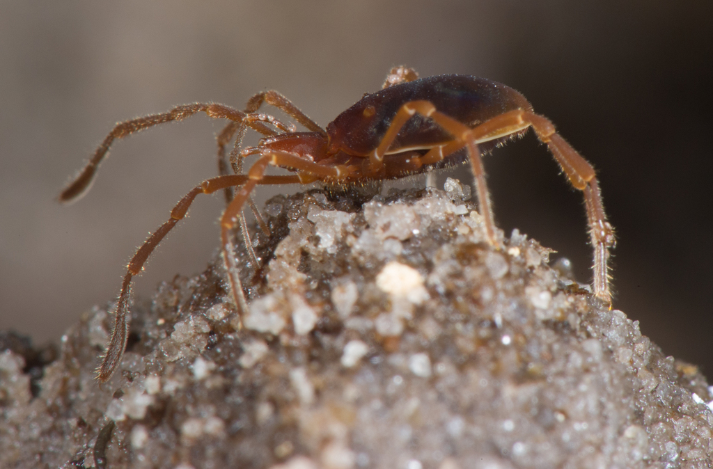 Peninsula Harvestman