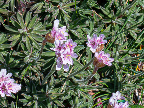 Armeria pubigera