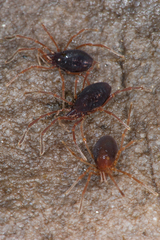 Purcellia argasiformis