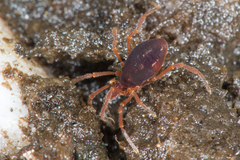 Purcellia argasiformis