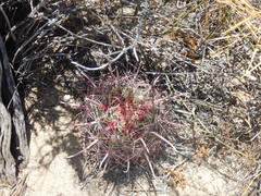 Ferocactus gracilis