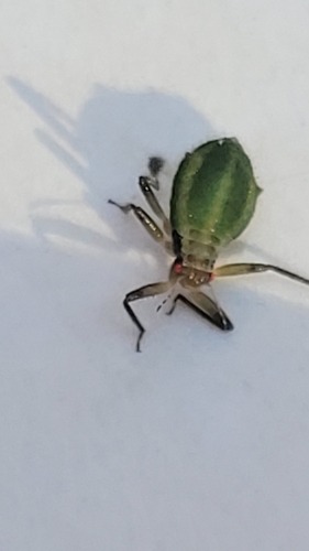Green-striped Fir Aphid