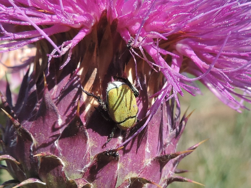 Hoplia maremmana