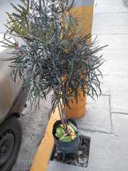 Plerandra elegantissima