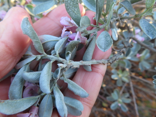 Image of Podalyria sericea by (c) linkie, some rights reserved (CC BY)