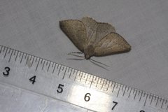 Cassythaphaga petrochroa