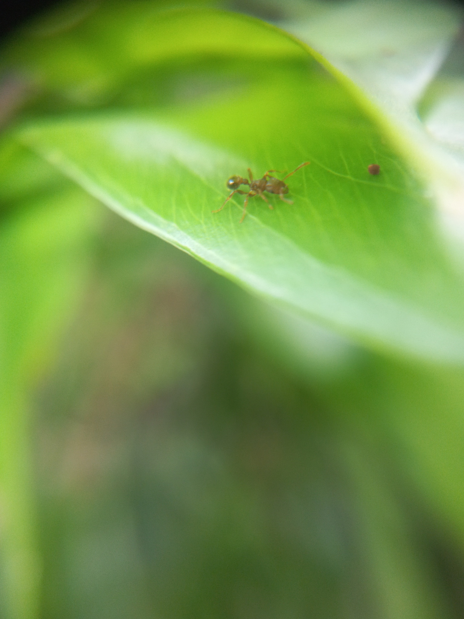 Tetramorium indicum