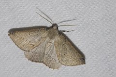 Cassythaphaga petrochroa