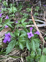 Cardamine glanduligera