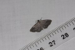 Chrysolarentia squamulata