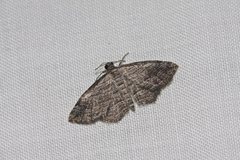 Chrysolarentia squamulata