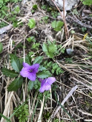 Cardamine glanduligera