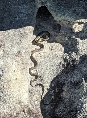 Common Tree Snake sighting