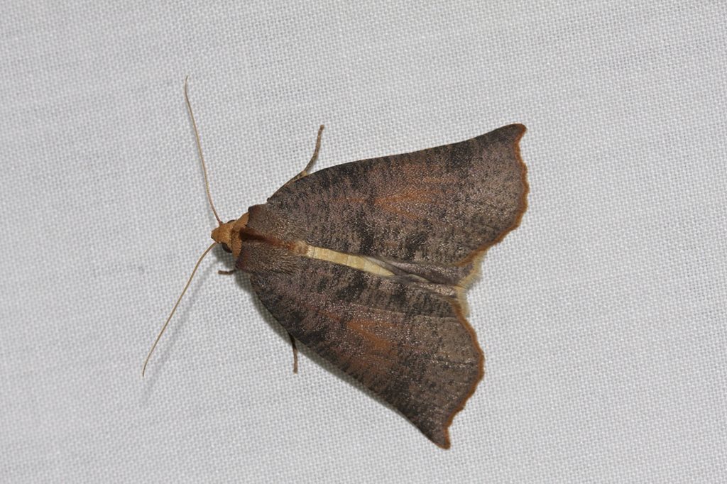 Fisera dictyodes