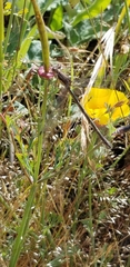 Lestes stultus