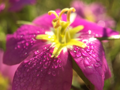 Sabatia campestris