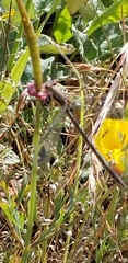 Lestes stultus