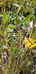 Lestes stultus