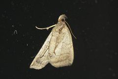 Simplicia armatalis