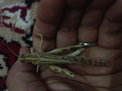 Schistocerca gregaria