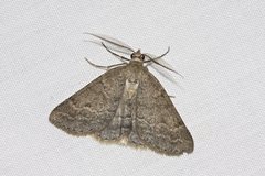 Chlenomorpha sciogramma