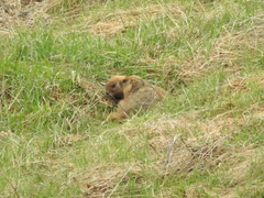 Marmota kastschenkoi