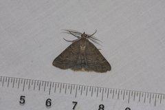 Chlenomorpha sciogramma