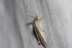 Chlenomorpha sciogramma