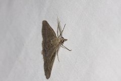 Chlenomorpha sciogramma