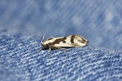 Epithymema incomposita
